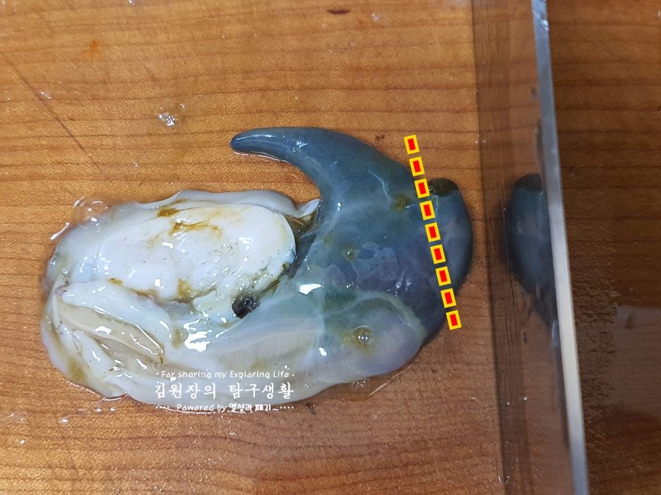 손질 하는법 활전복 보관 방법 전복회 손질 전복 내장 12