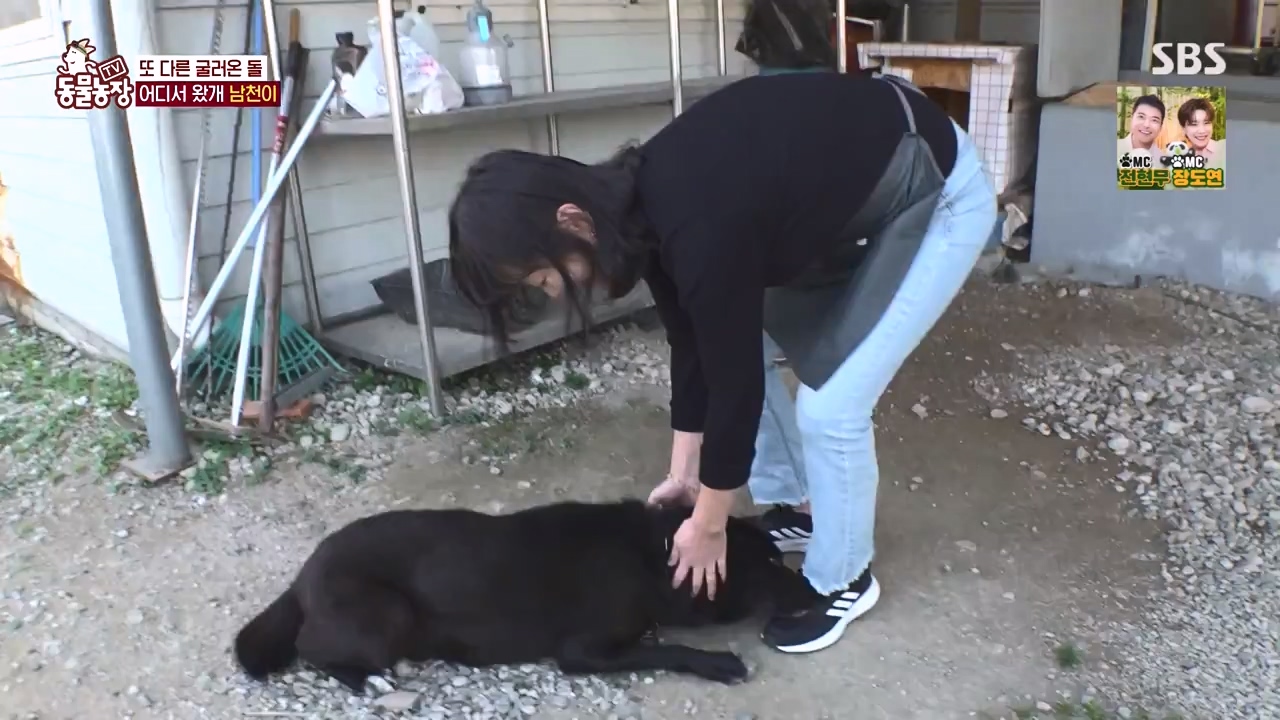 TV 동물농장.E1146.231120p-NEXT.mp4_20231119_175239.391.jpg