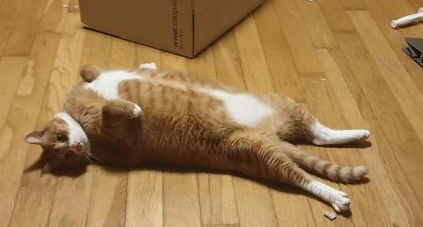  고양이 다이어트 비법
