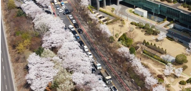 여의도-벚꽃축제