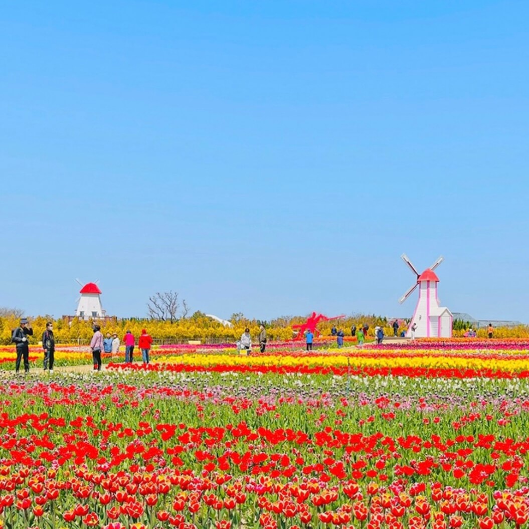 임자도 튤립축제기간