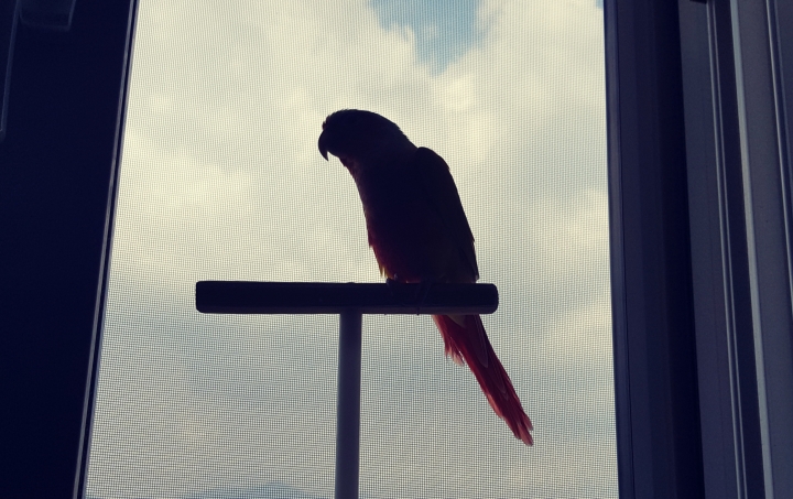 창문옆에 앉은 앵무새