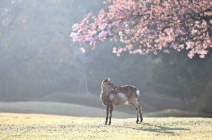 숙박 페스타 쿠폰 발급 및 사용 방법 