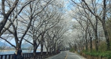 벚꽃길 이미지