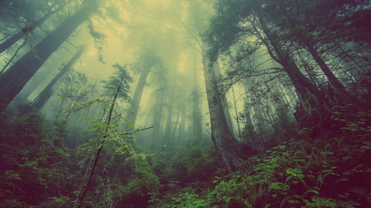 안개 자욱한 숲 사진
