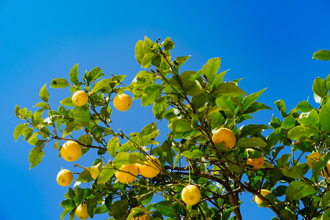 lemon