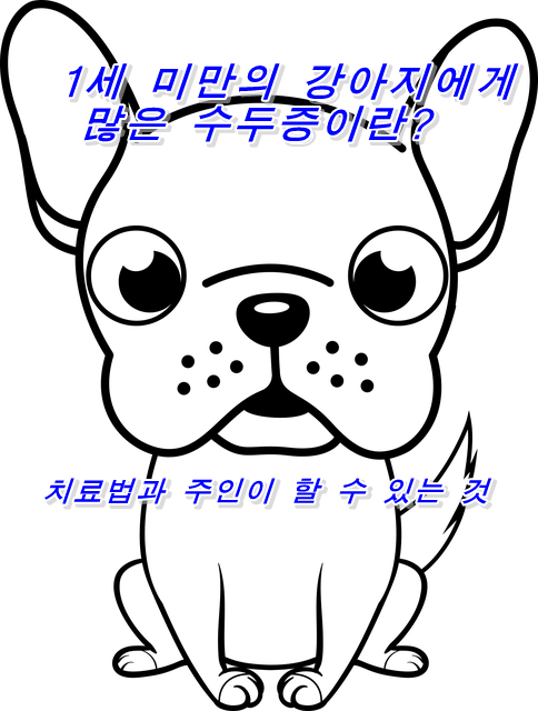  1세 미만의 강아지에게 많은 수두증이란? 치료법과 주인이 할 수 있는 것