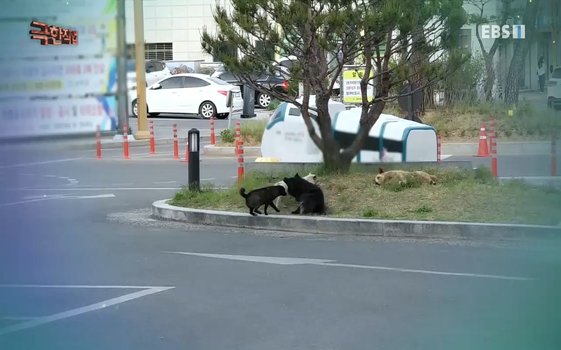 TV - 교육의 중심 EBS동물들을 지켜라, 수의사와 유기 동물 구조팀.mp4_20220913_200141.699.jpg