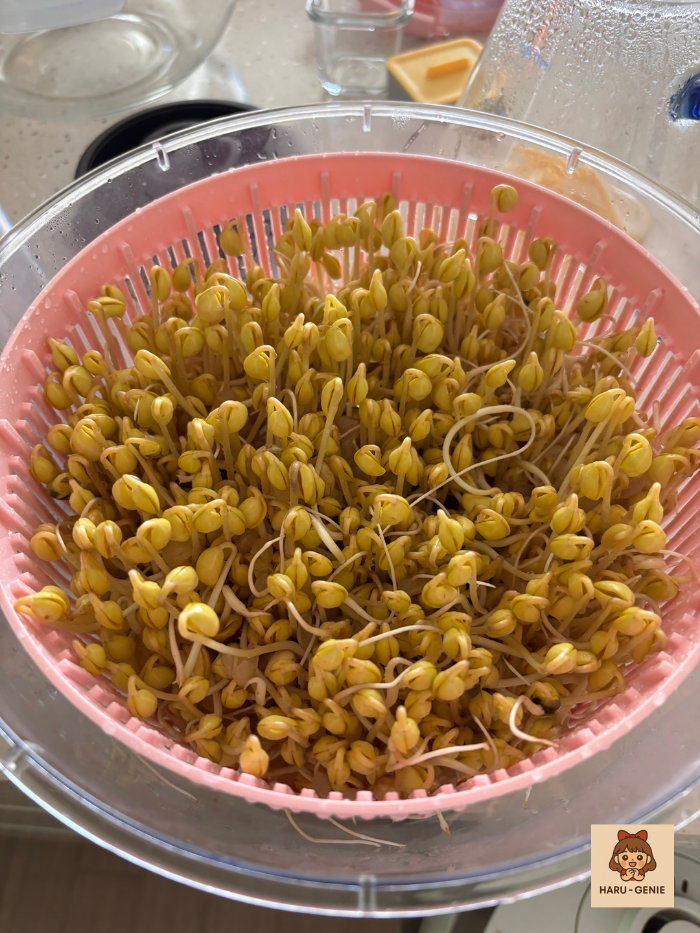 콩나물키우기 4일차 시작 긴 줄기 성장Day 4 soybean sprouts showing early stage of stem elongation