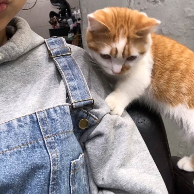 새끼고양이 입질 이유? 새끼고양이 무는 이유와 대처방법, 주의사항 새끼고양이 입질 이유? 새끼고양이 무는 이유와 대처방법, 주의사항