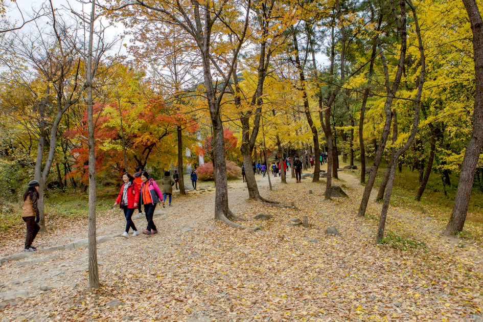 팔령 팔우회 2016 가을나들이 2 (2016-11-09) 70