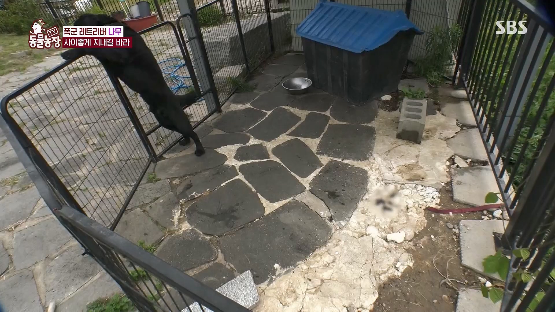 TV 동물농장.E1123.230604p.H264-F1RST.mp4_20230604_173258.559.jpg