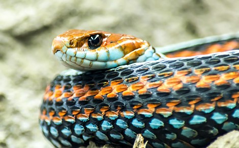 나오는 꿈은 어떤 꿈일까요? 뱀 꿈의 해몽, 뱀. 6