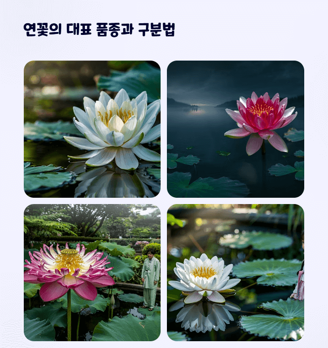 연꽃 종류