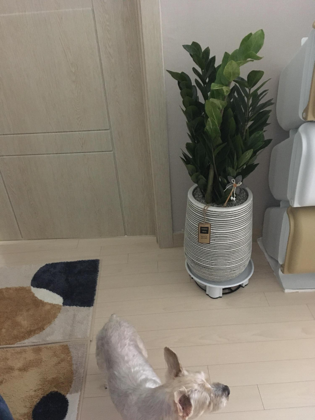  집에두면 돈이 들어온다는 금전수(돈나무)  금전수 키우기 함께해요 ~ ^^   ( fit. 금전수 새순 )
