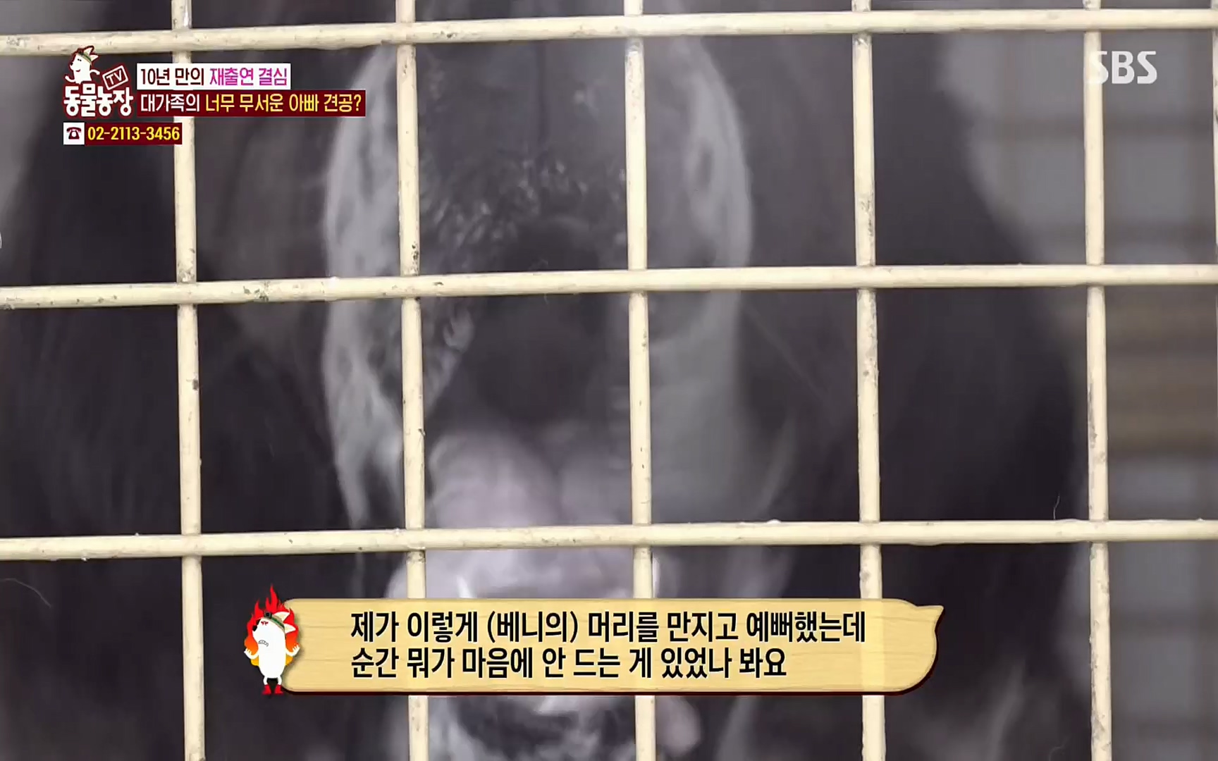 TV 동물농장.E1064.220410p.H264-F1RST.mp4_20220410_184936.431.jpg