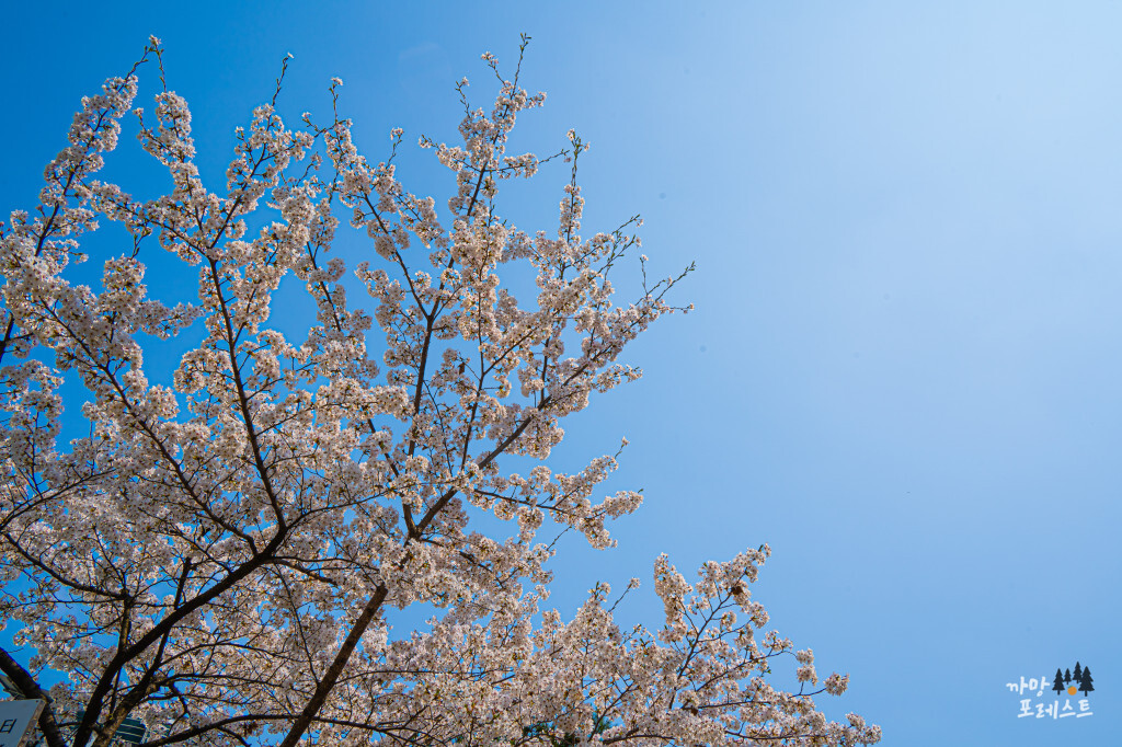 경희대 국제 캠퍼스 벚꽃 나무