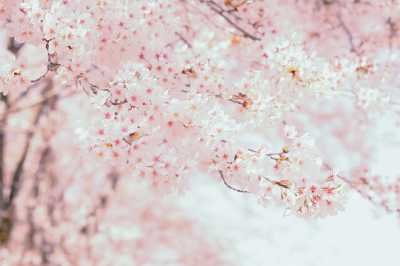 핑크빛으로 만개한 벚꽃
