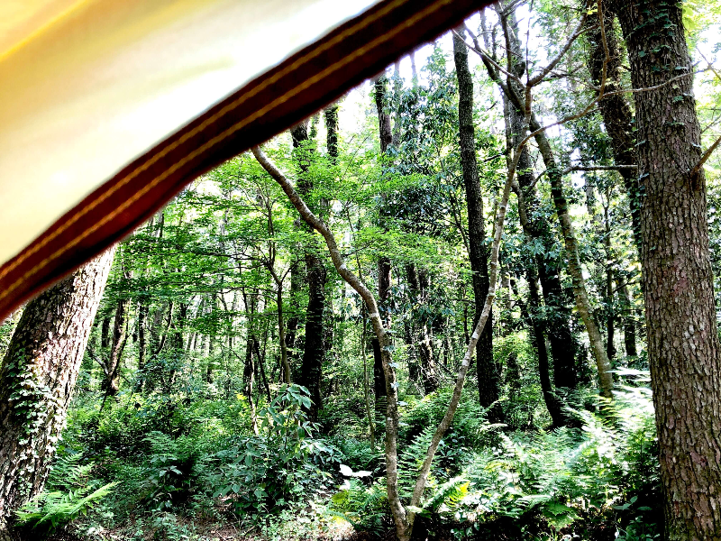 텐트 안에서 숲을 바라본 풍경