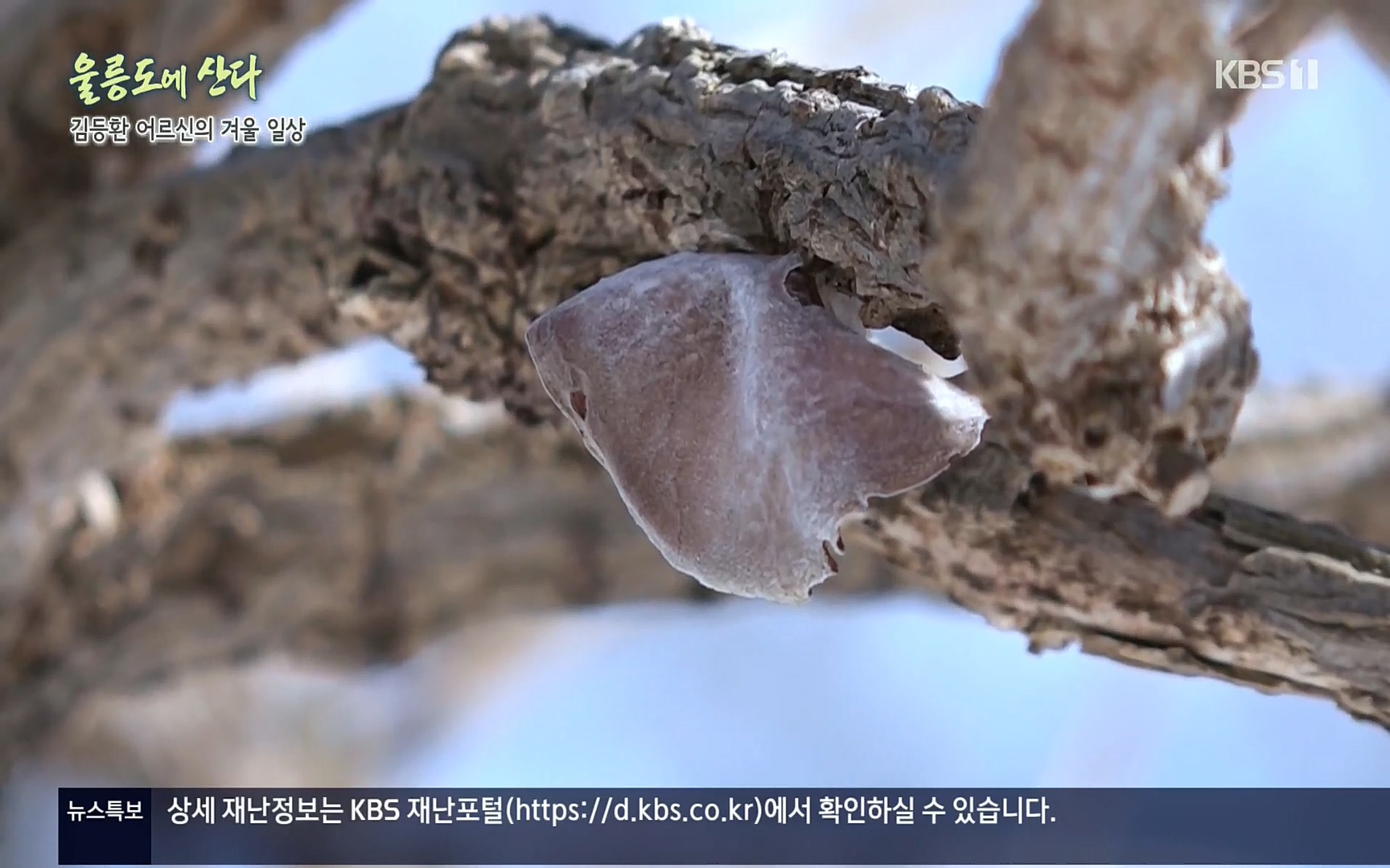 다큐울릉도에산다.E01.220909p.H264-F1RST.mp4_20220912_180342.880.jpg