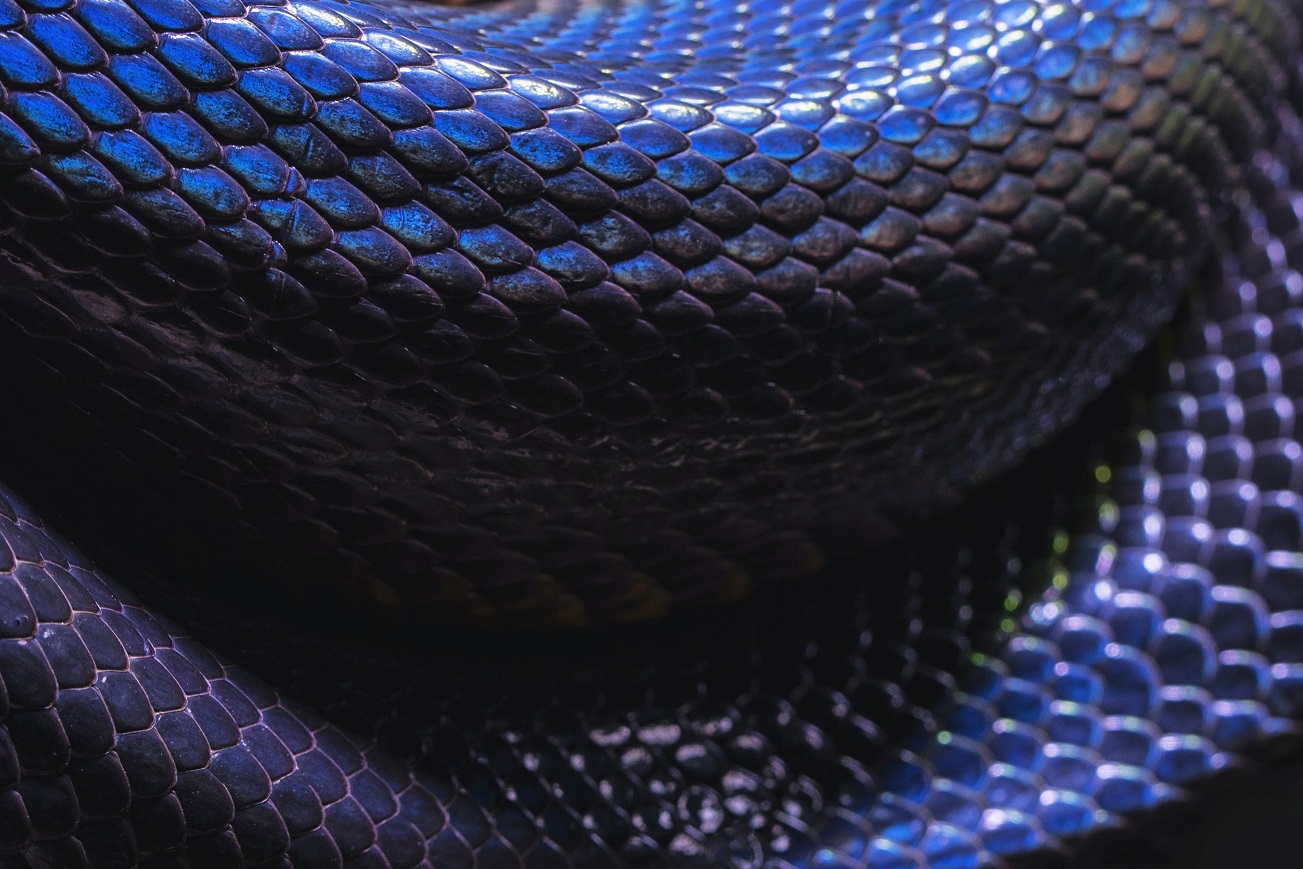 푸른색뱀-무섭게-앉아있다