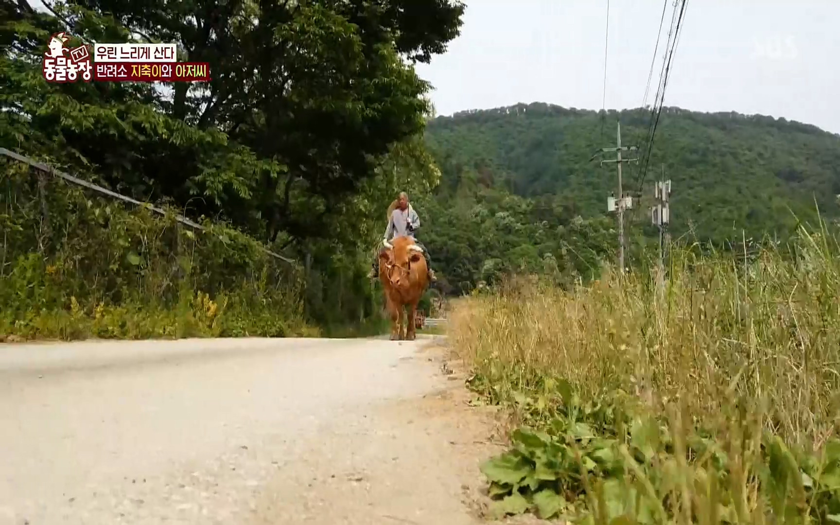 TV 동물농장.E1074.220619p.H264-F1RST.mp4_20220619_181324.377.jpg
