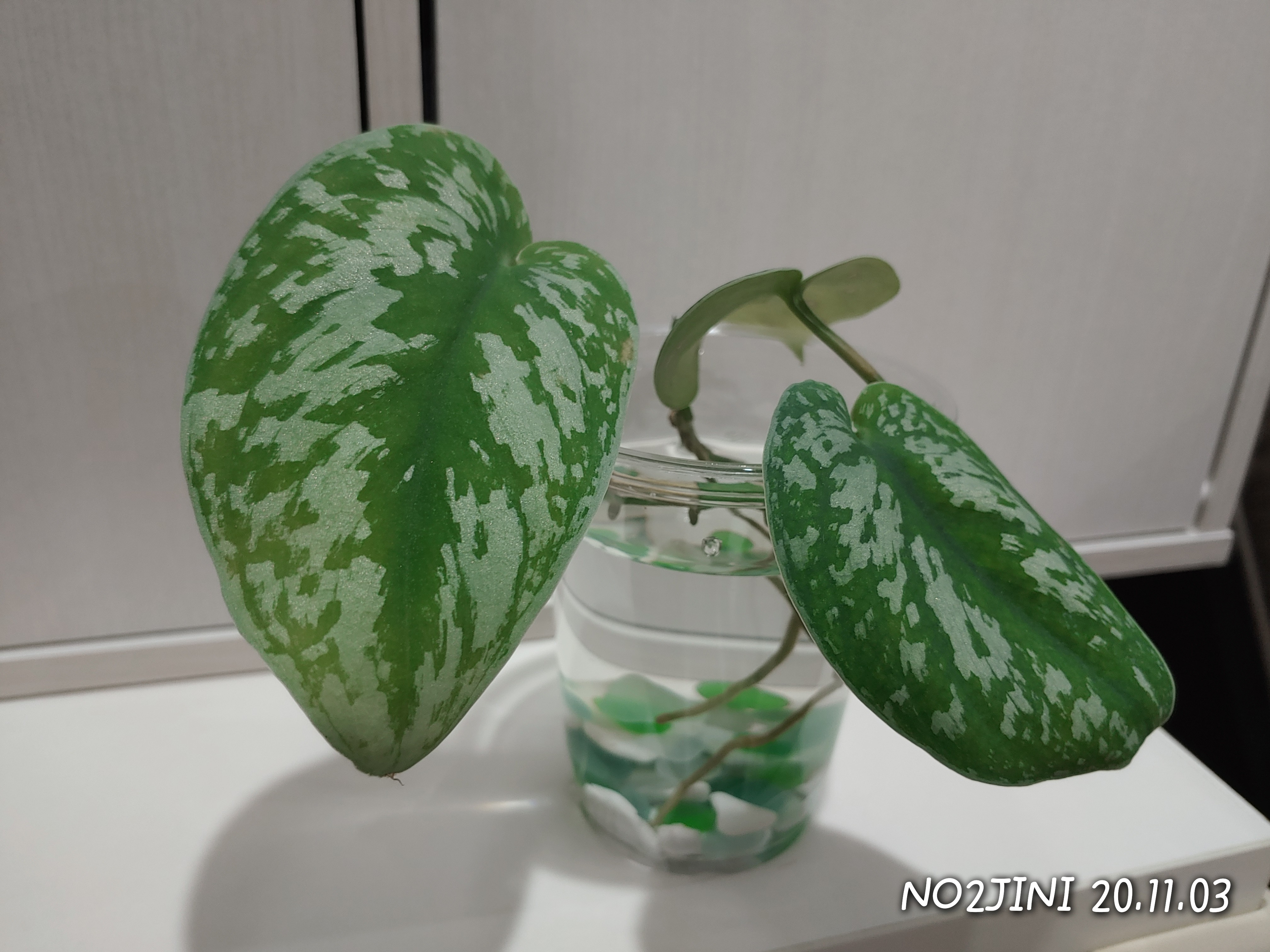  플랜테리어 테이크아웃 컵 예쁜 돌 넣기