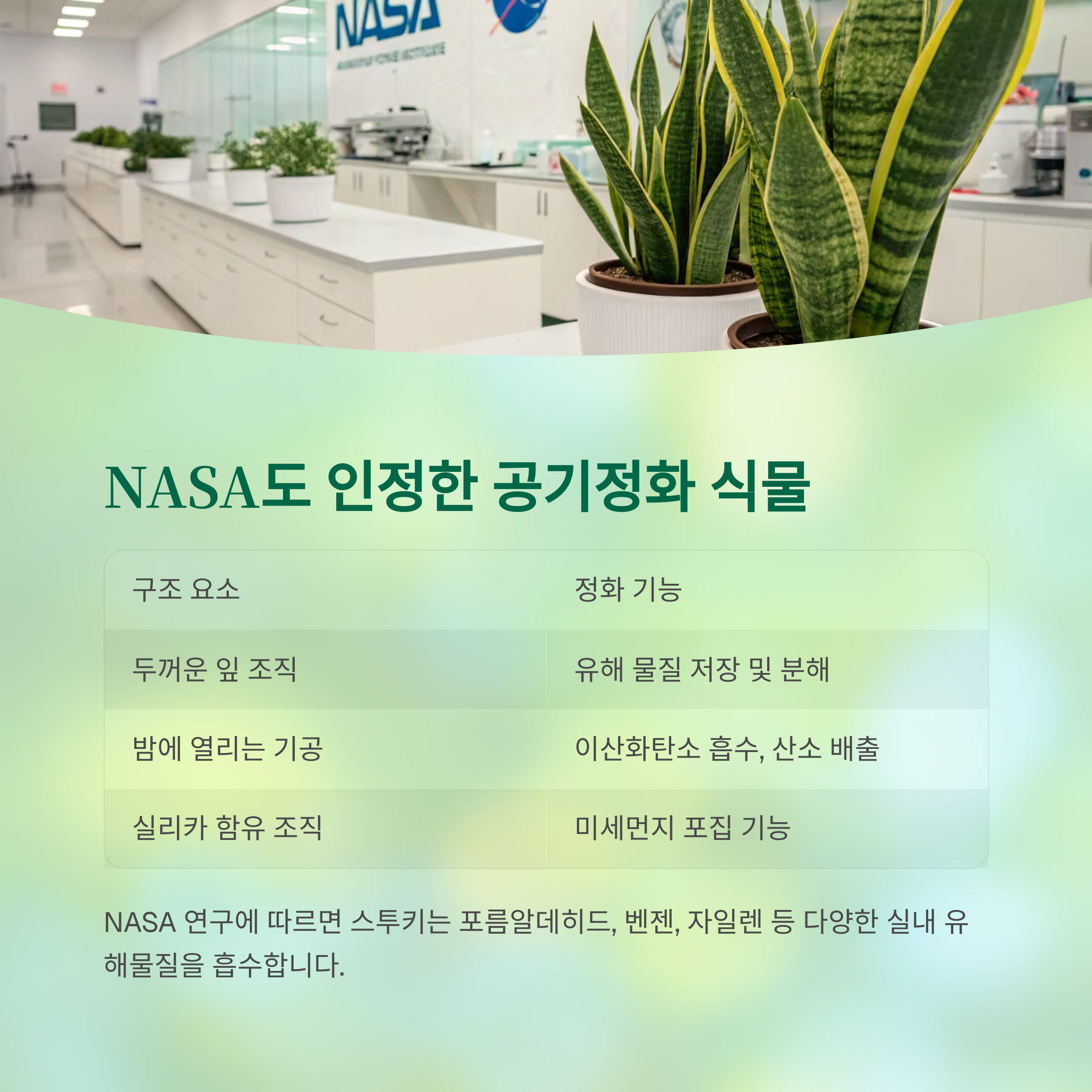 NASA도 인정한 공기정화 능력 스투키