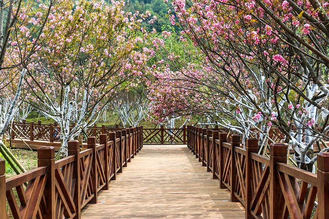 서산 개심사 겹벚꽃&middot;청벚꽃 개화상황