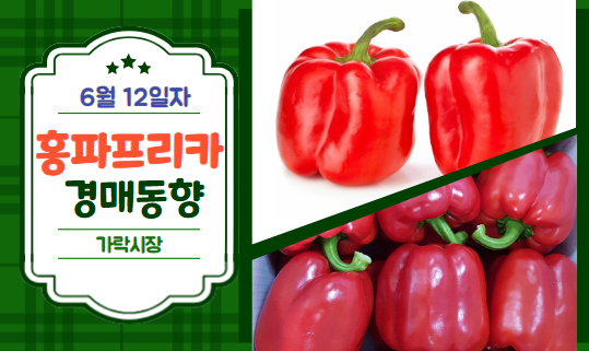  [경매사 일일보고] 6월 12일자 가락시장 홍파프리카 경매동향을 살펴보겠습니다!