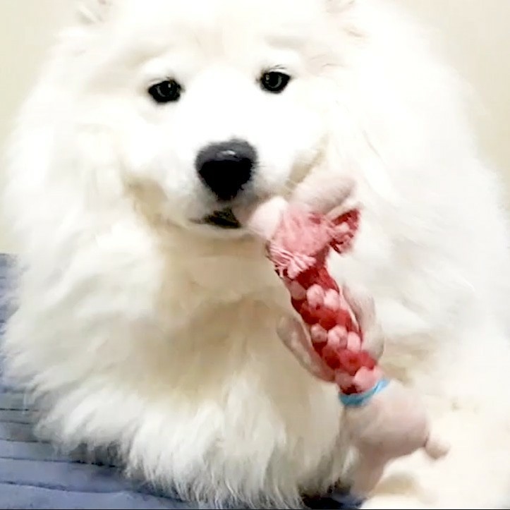  강아지 기생충 사람 구충제 먹여도 될까요?