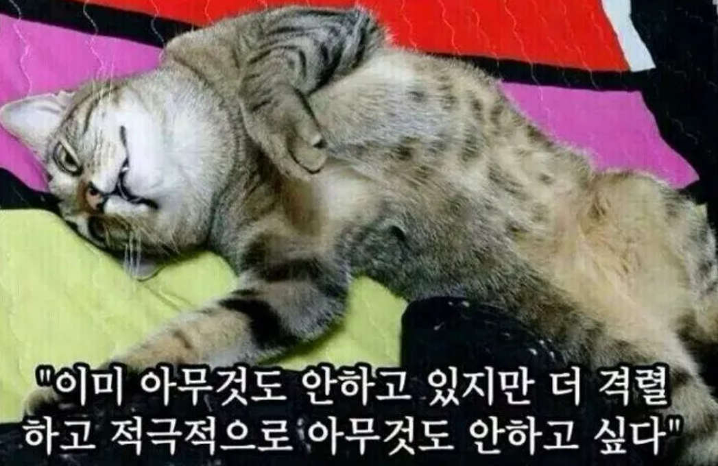  편인과 렘수면