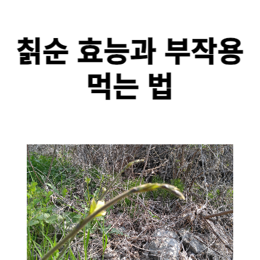 칡순 효능과 부작용 및 먹는 법