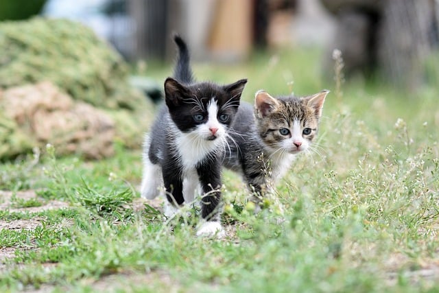 고양이 사료 추천 및 주의사항