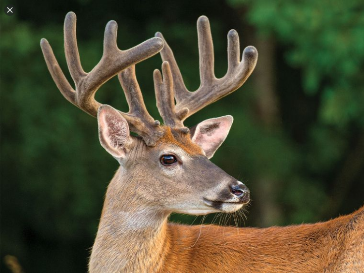  녹용 (DEER VELVET) 효능 및 부작용, 올바른 복용법 알고 가세요.