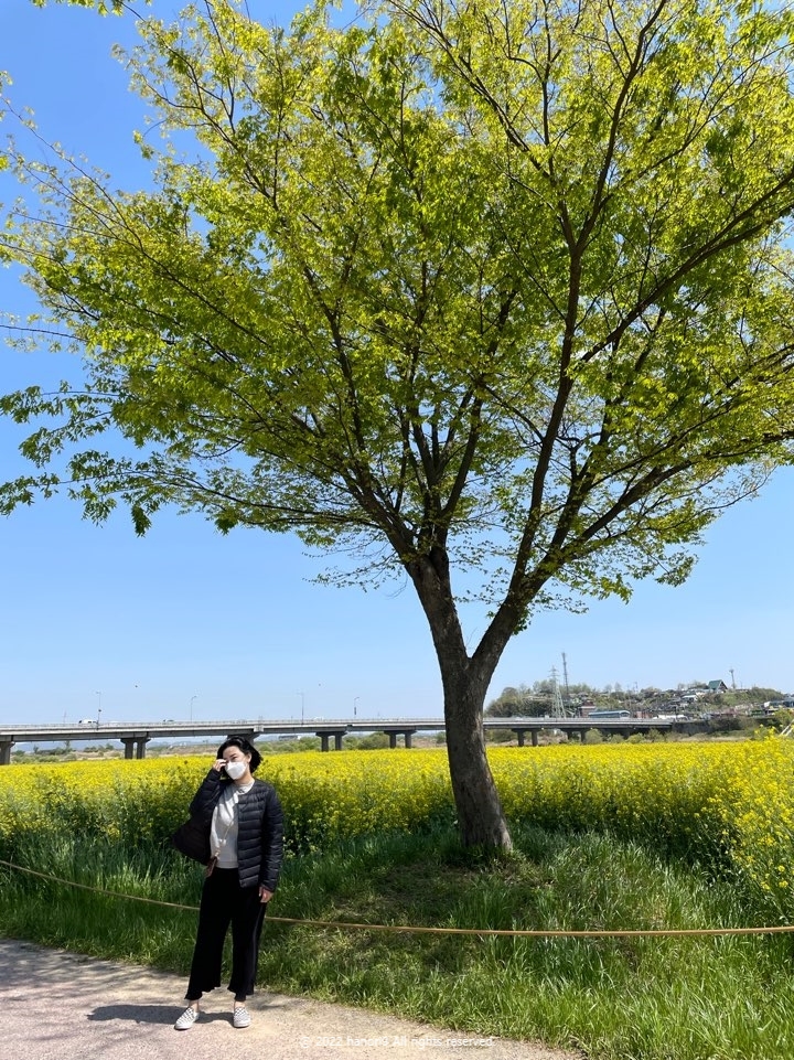 영산강 나주 유채꽃 나들이 15