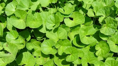 병풀(Centella Asiatica)이란? 병풀의 효능과 부작용 알아보기