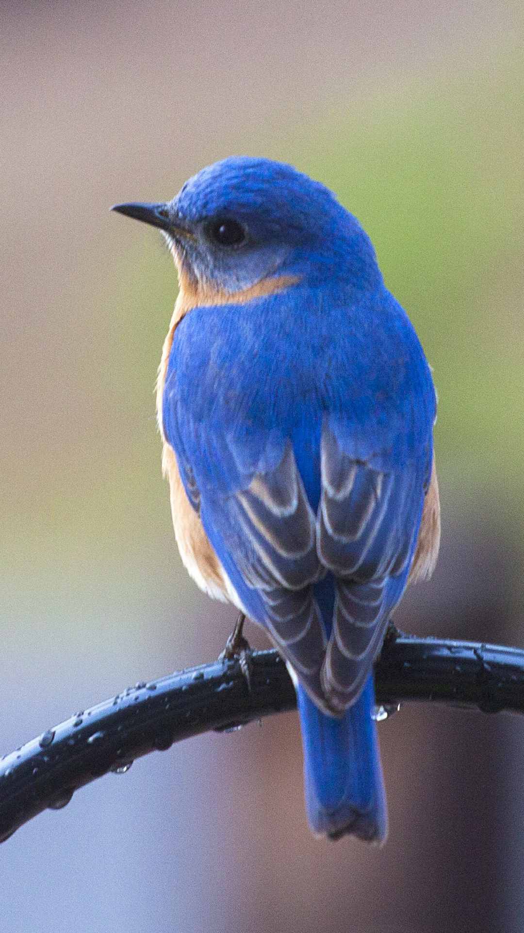 Bird Animal iPhone Wallpaper