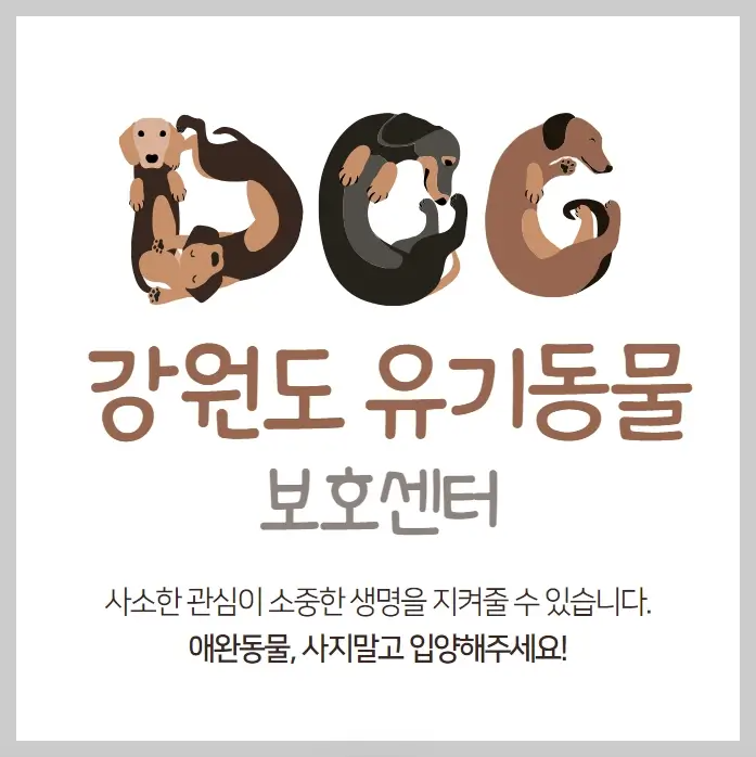 강원도-유기동물보호센터-강아지-고양이-유기동물보호소