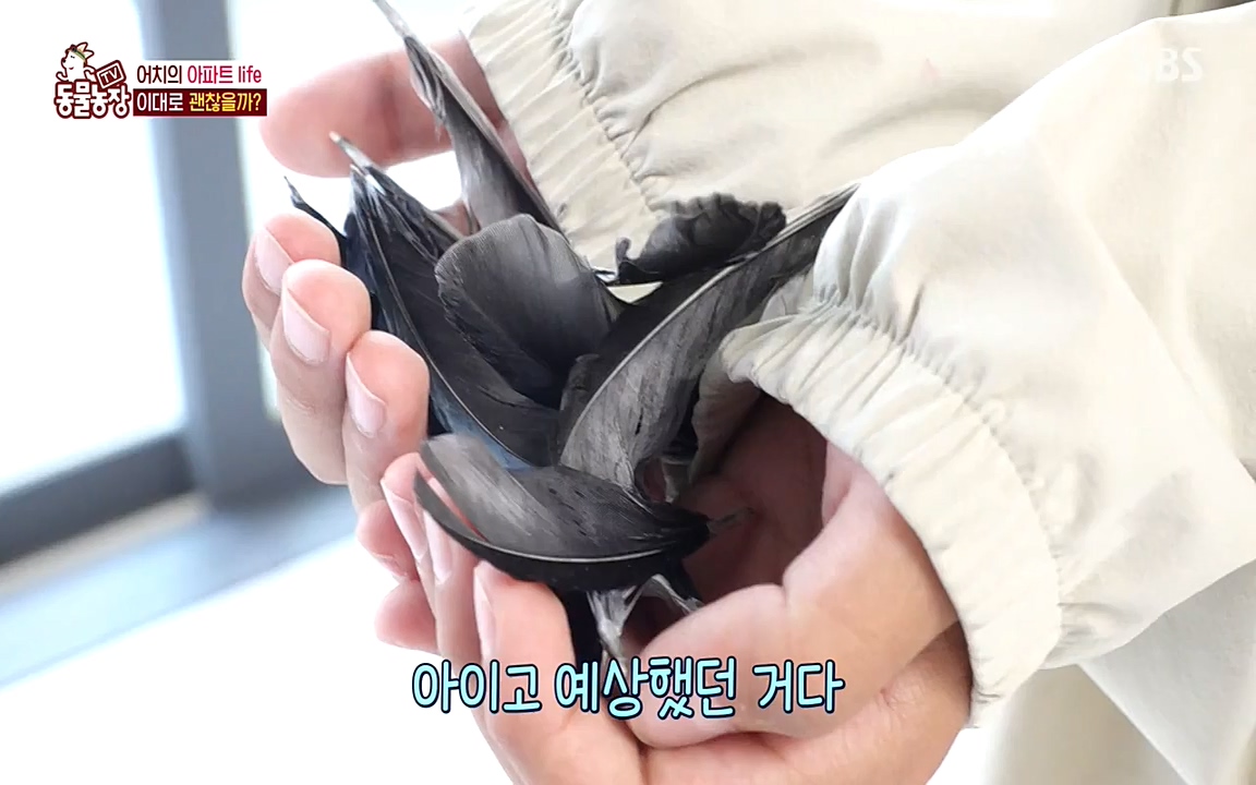 TV 동물농장.E1075.220627p-NEXT.mp4_20220626_175608.229.jpg