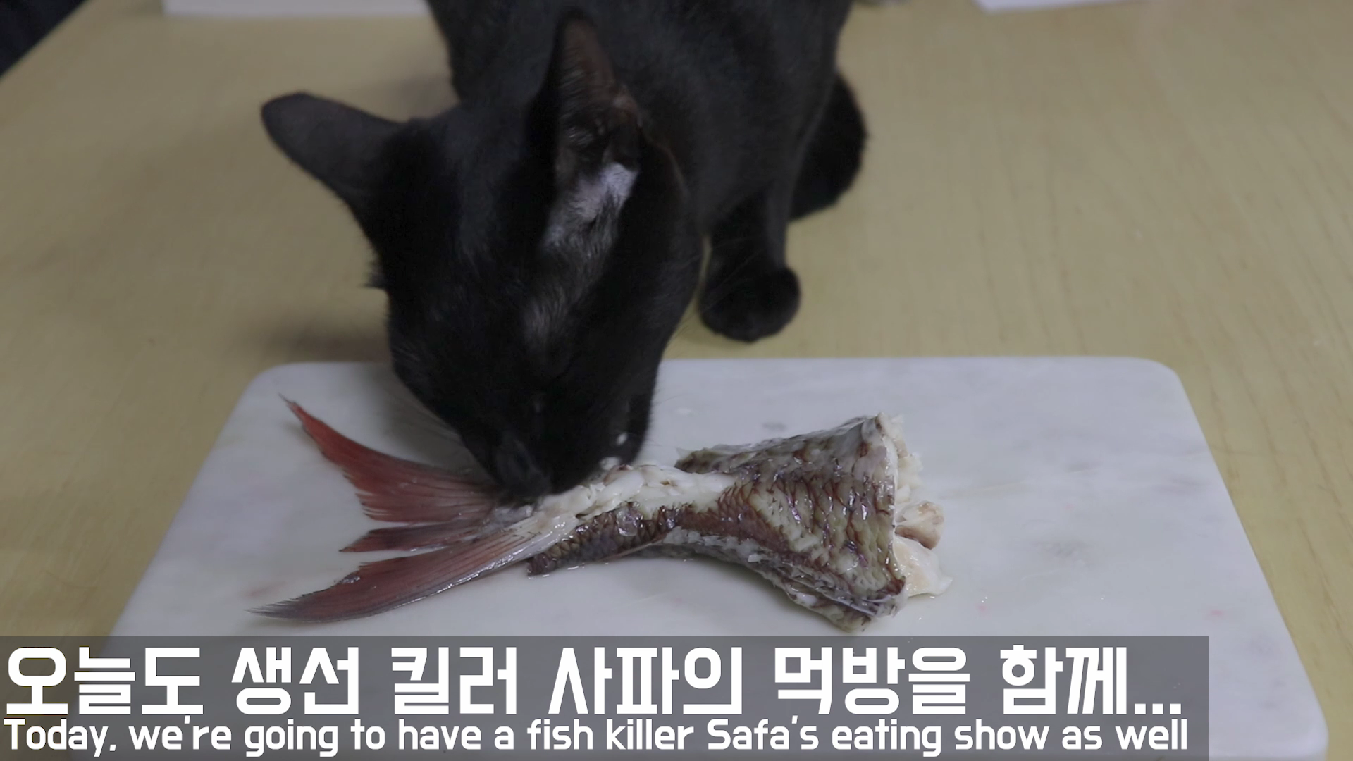  고양이 좋아하는 음식, 고양이가 잘먹는 요리, 고양이가 좋아하는 간식