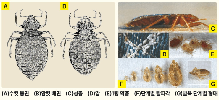 빈대의-모양과-생애-사이클-이미지