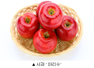  이른 추석에도 맛 좋은 사과 ‘아리수’ 본격 유통