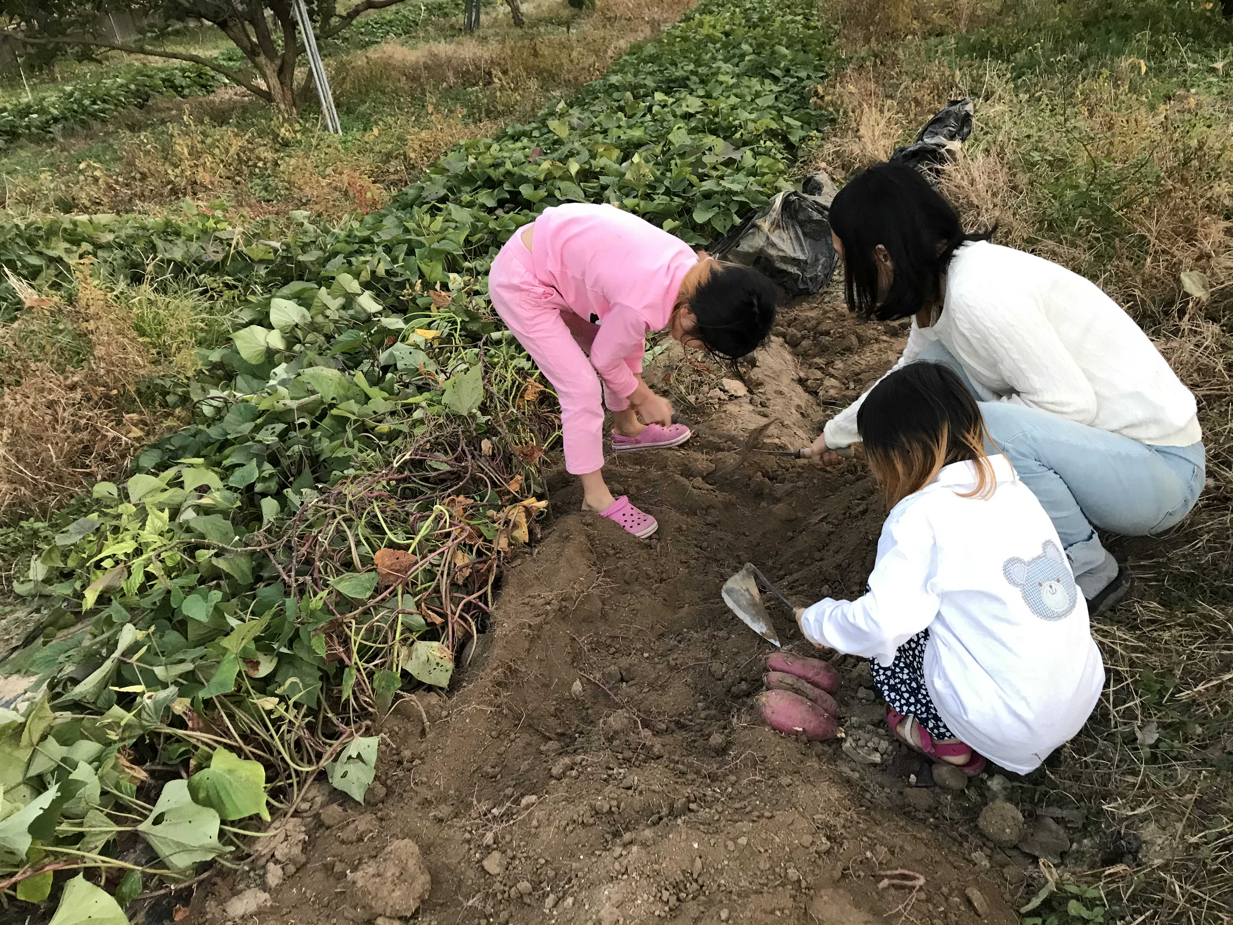  산청가서 고구마 캤다.