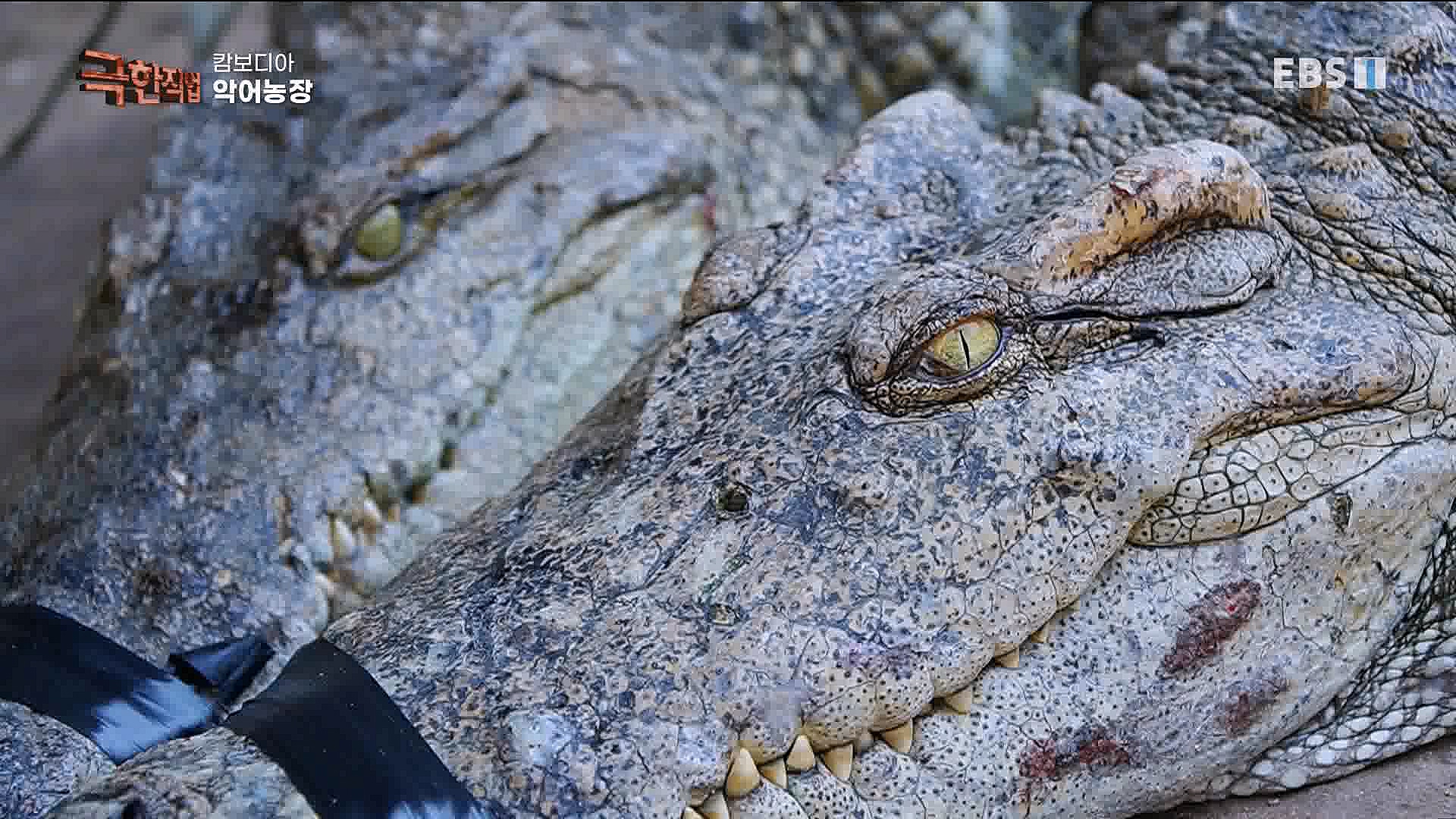 캄보디아 악어농장 230325.mp4_20230327_194956.853.jpg