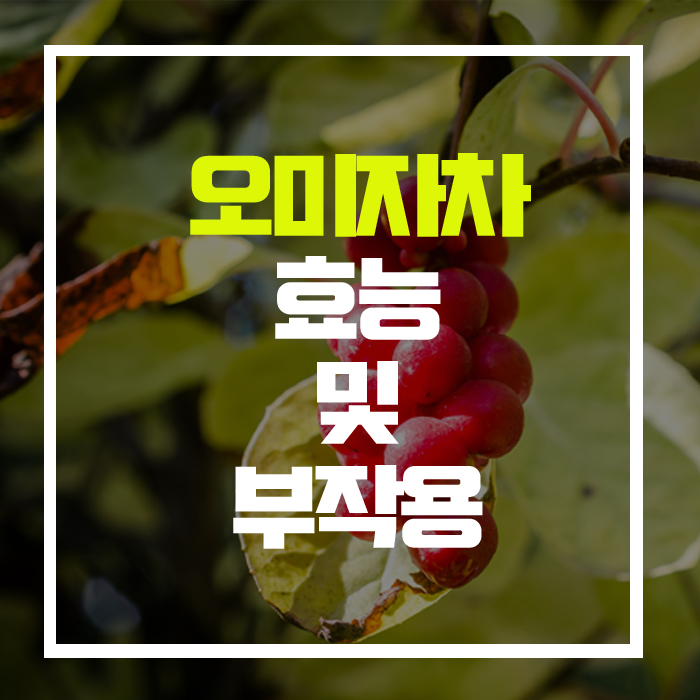  자연산 비아그라·자양강장제 '오미자차', 효능 및 부작용!