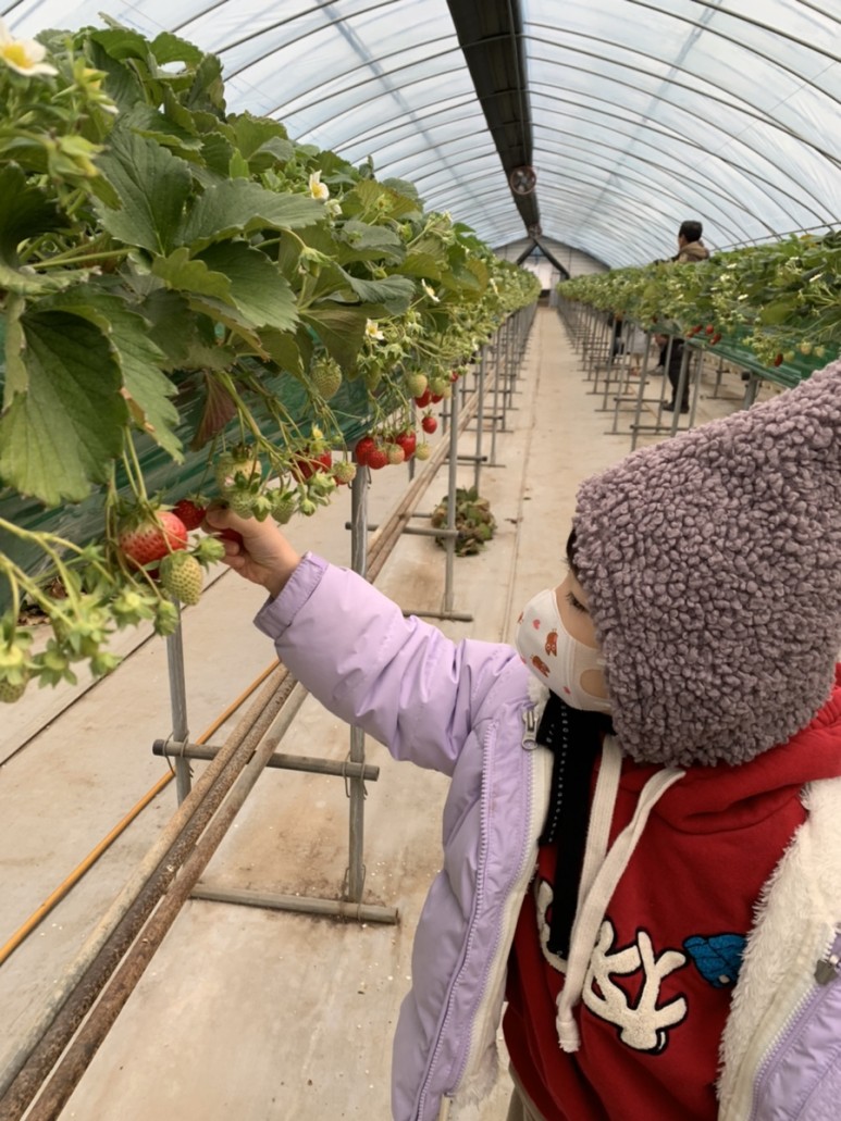 정현딸기농장, 27