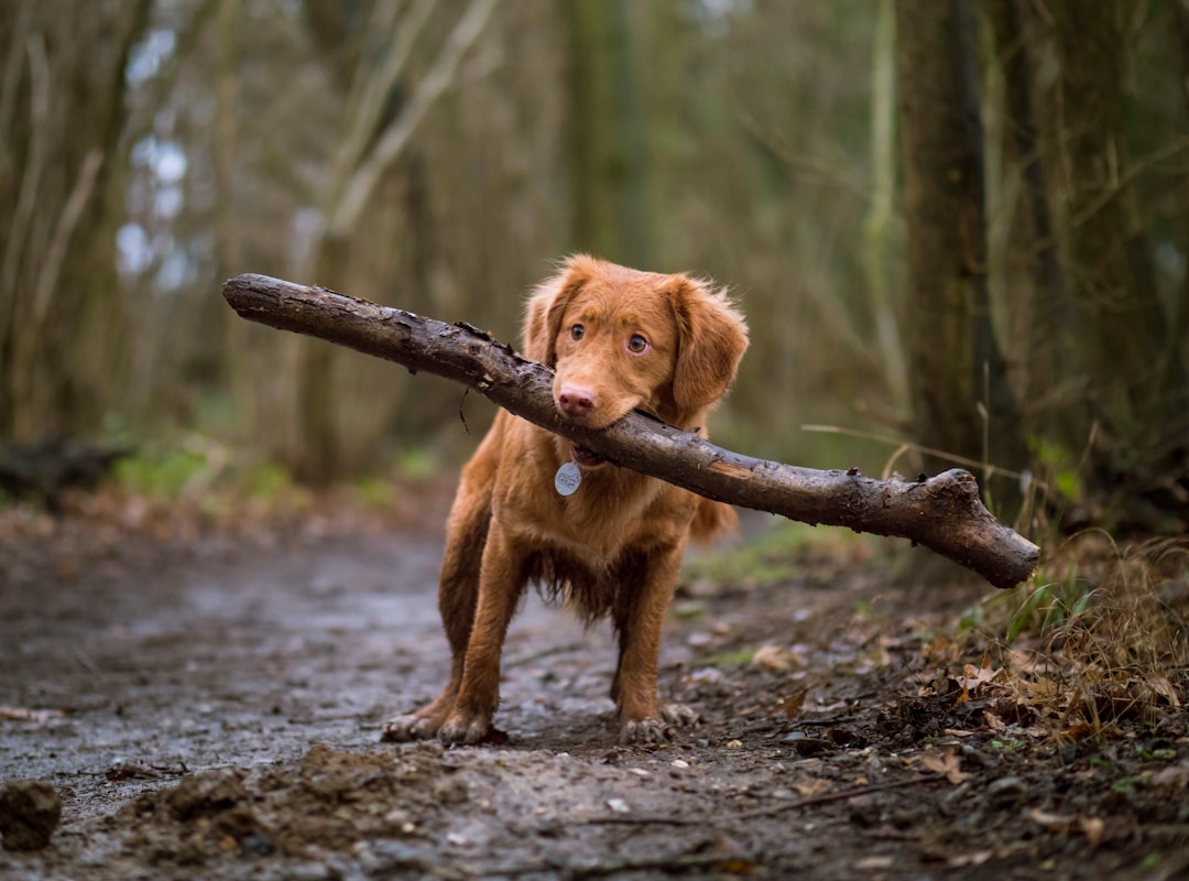 Dog.