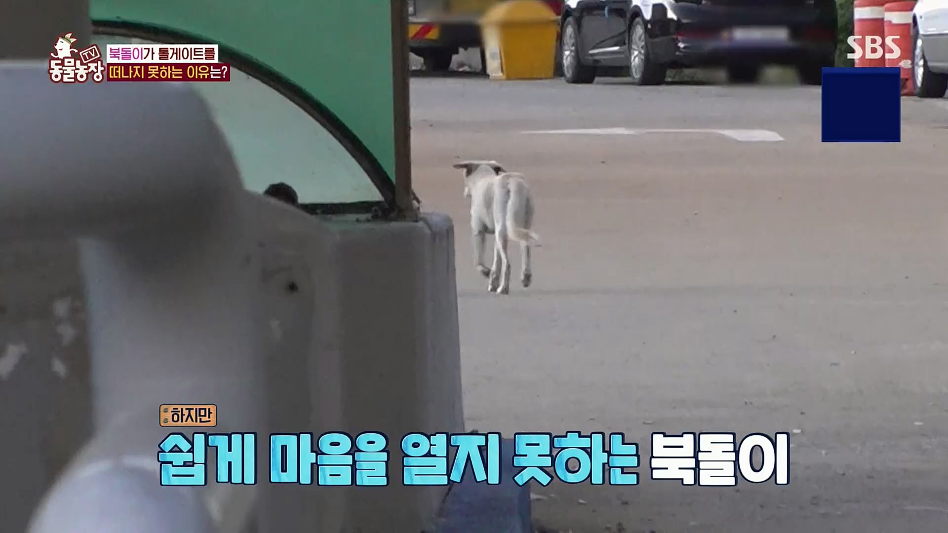 TV 동물농장.E1098.221204p.H264-F1RST.mp4_20221204_175418.354.jpg