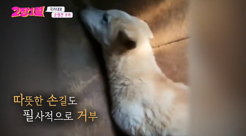 개 농장에서 구조된 강아지 근황...jpg | 인스티즈